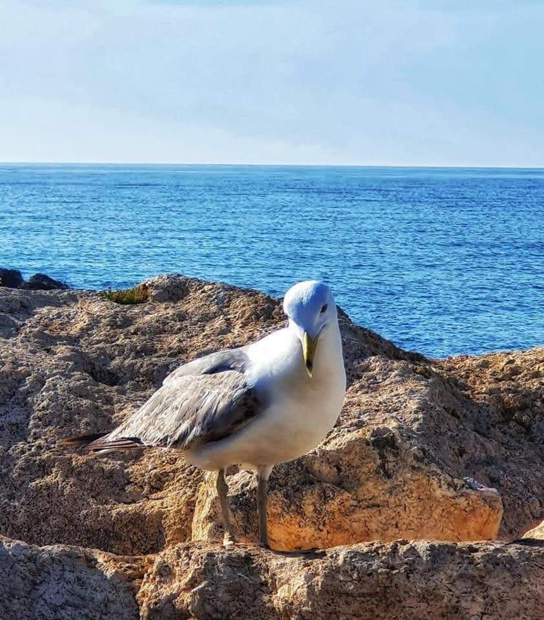 Comodo Apartamento Cerca Del Mar Santa Pola Zewnętrze zdjęcie